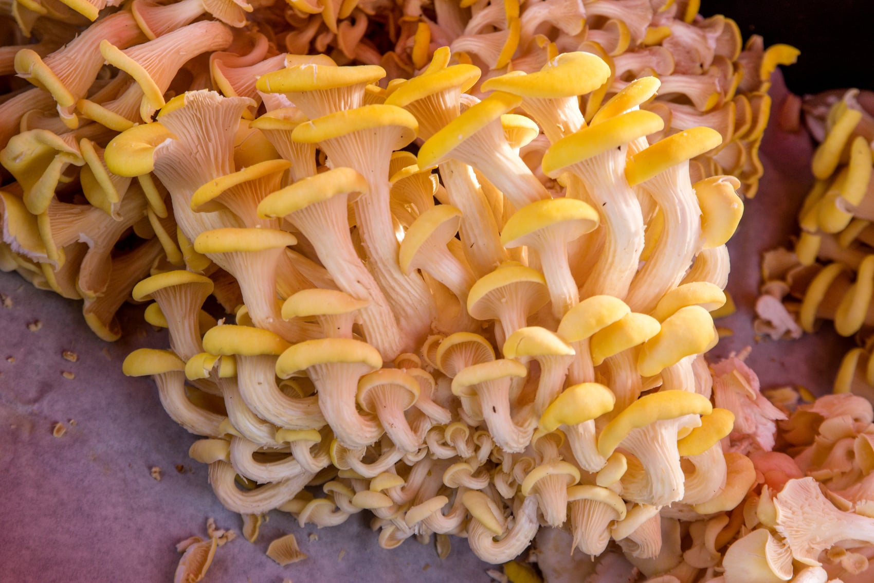 A close-up cluster of golden oyster mushrooms